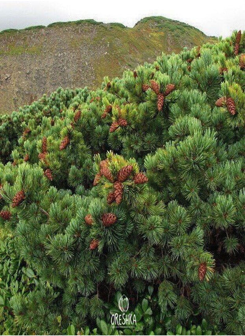 Pinus pumila 30 PCS Fresh Seeds, Siberian Dwarf Pine Tree, Dwarf Stone Pine, Japanese Stone Pine, Creeping Pine, Coniferous Evergreen