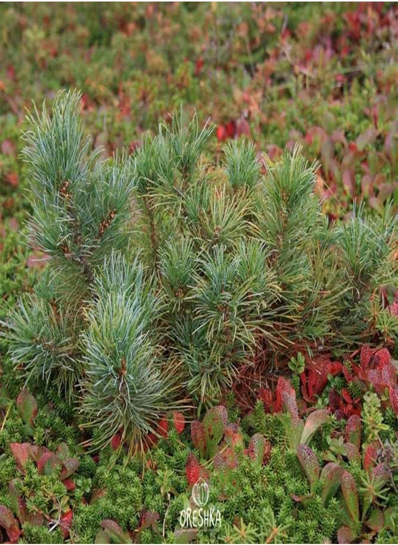 Pinus pumila 30 PCS Fresh Seeds, Siberian Dwarf Pine Tree, Dwarf Stone Pine, Japanese Stone Pine, Creeping Pine, Coniferous Evergreen