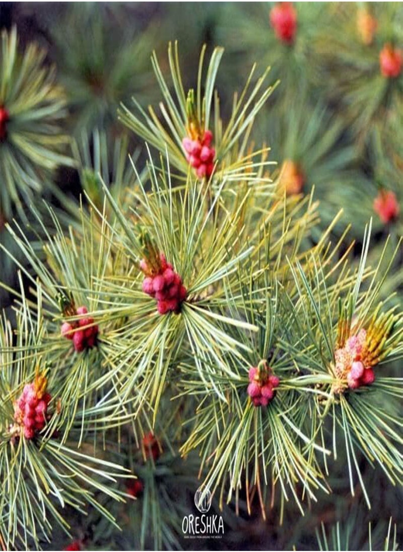 Pinus pumila 30 PCS Fresh Seeds, Siberian Dwarf Pine Tree, Dwarf Stone Pine, Japanese Stone Pine, Creeping Pine, Coniferous Evergreen
