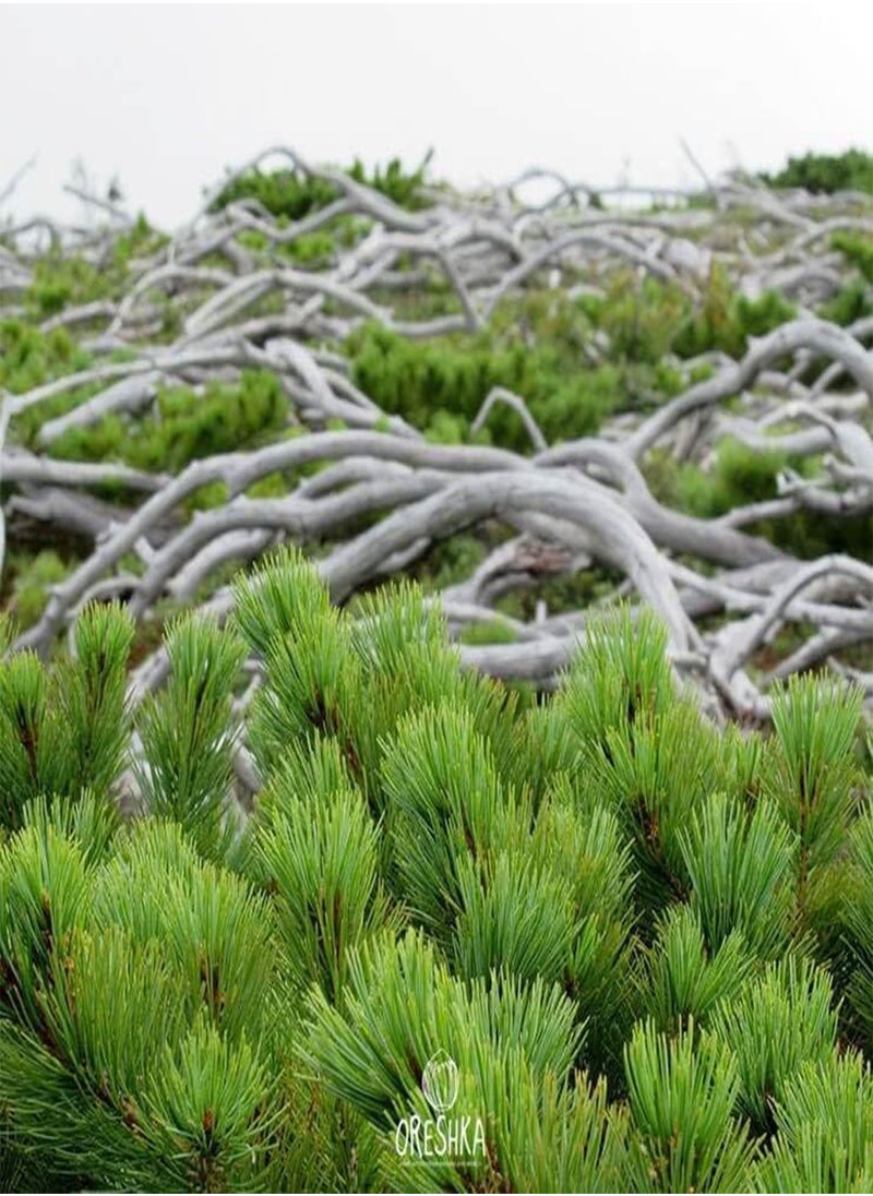 Pinus pumila 30 PCS Fresh Seeds, Siberian Dwarf Pine Tree, Dwarf Stone Pine, Japanese Stone Pine, Creeping Pine, Coniferous Evergreen