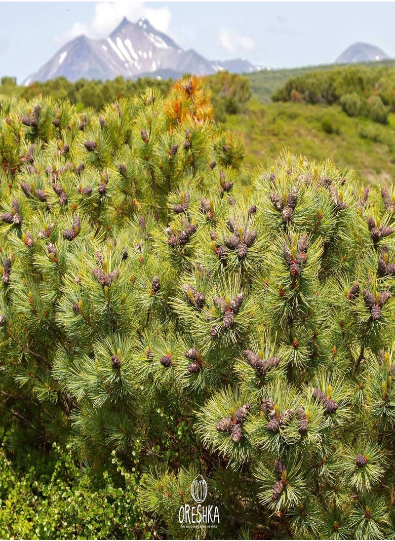 Pinus pumila 30 PCS Fresh Seeds, Siberian Dwarf Pine Tree, Dwarf Stone Pine, Japanese Stone Pine, Creeping Pine, Coniferous Evergreen