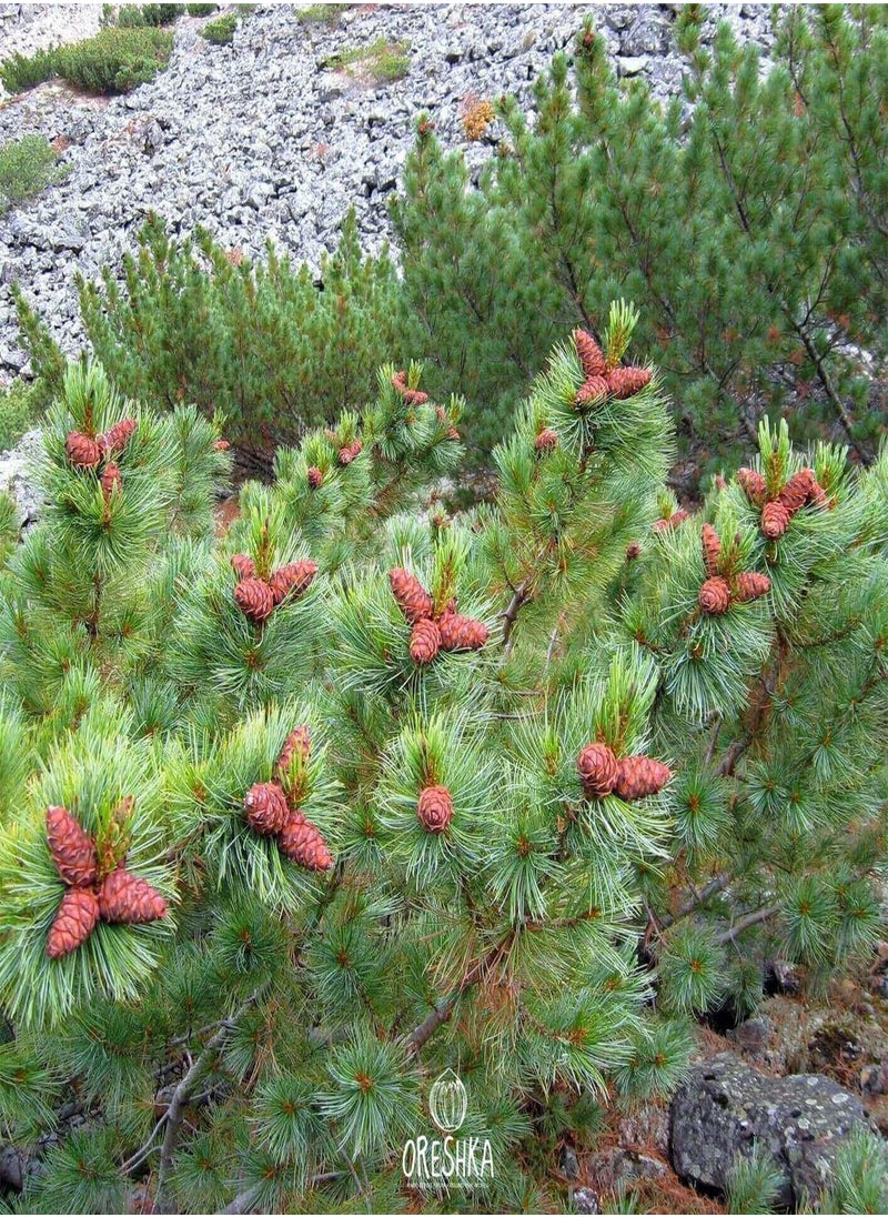Pinus pumila 30 PCS Fresh Seeds, Siberian Dwarf Pine Tree, Dwarf Stone Pine, Japanese Stone Pine, Creeping Pine, Coniferous Evergreen
