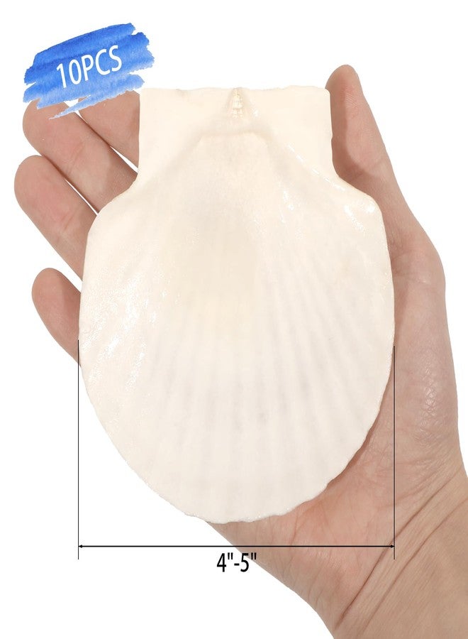 Mkobon 10 PCS 4-5 Inch Large Scallop Shells for Crafting, Natural Large Seashells for Crafts, White Big Sea Shells for DIY Painting, Baking, Beach Wedding Decors - Image 2