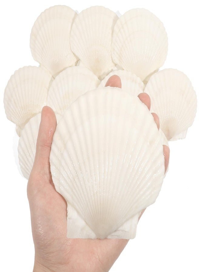 Mkobon 10 PCS 4-5 Inch Large Scallop Shells for Crafting, Natural Large Seashells for Crafts, White Big Sea Shells for DIY Painting, Baking, Beach Wedding Decors - Image 1