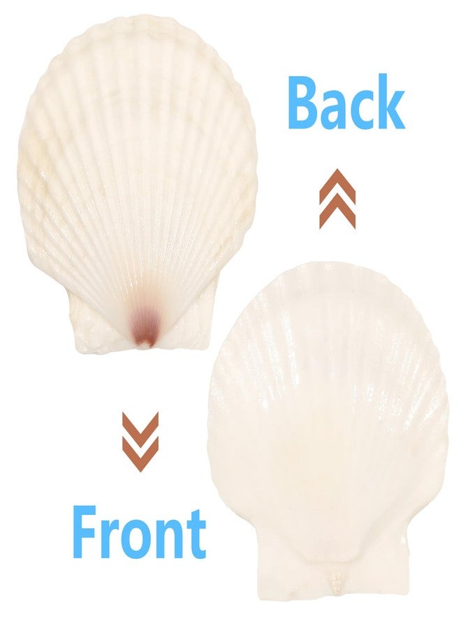 Mkobon 10 PCS 4-5 Inch Large Scallop Shells for Crafting, Natural Large Seashells for Crafts, White Big Sea Shells for DIY Painting, Baking, Beach Wedding Decors - Image 3