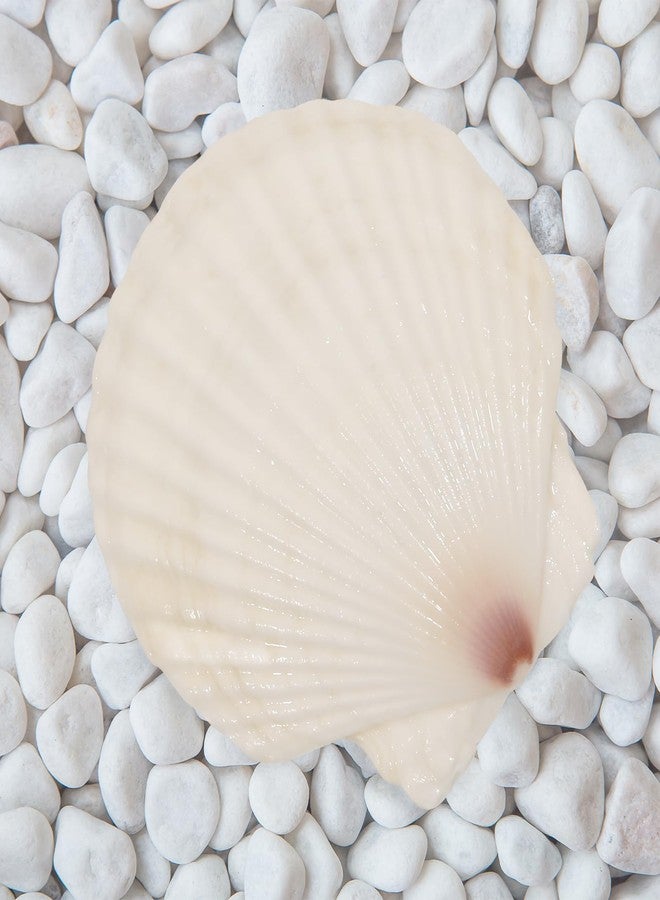 Mkobon 10 PCS 4-5 Inch Large Scallop Shells for Crafting, Natural Large Seashells for Crafts, White Big Sea Shells for DIY Painting, Baking, Beach Wedding Decors - Image 5