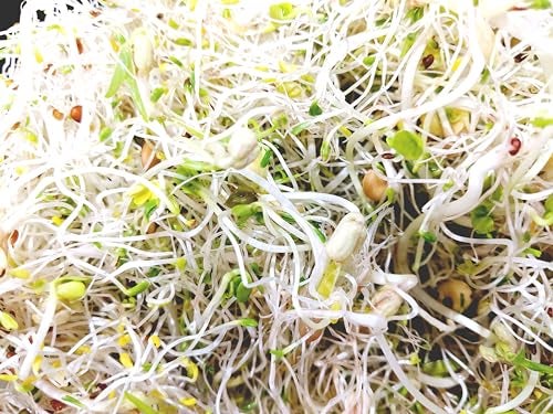 NATURAL ROOTS Variety Pack Sprouting Seeds. One Pound. Includes one Pack of Broccoli, Alfalfa, Radish & Mung Beans. for Sprouts and Microgreens. Non-GMO. Seeds for Jar or Trays. Each Pack is a Quarter Pound - Image 5
