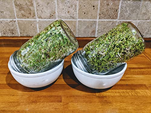NATURAL ROOTS Variety Pack Sprouting Seeds. One Pound. Includes one Pack of Broccoli, Alfalfa, Radish & Mung Beans. for Sprouts and Microgreens. Non-GMO. Seeds for Jar or Trays. Each Pack is a Quarter Pound - Image 4