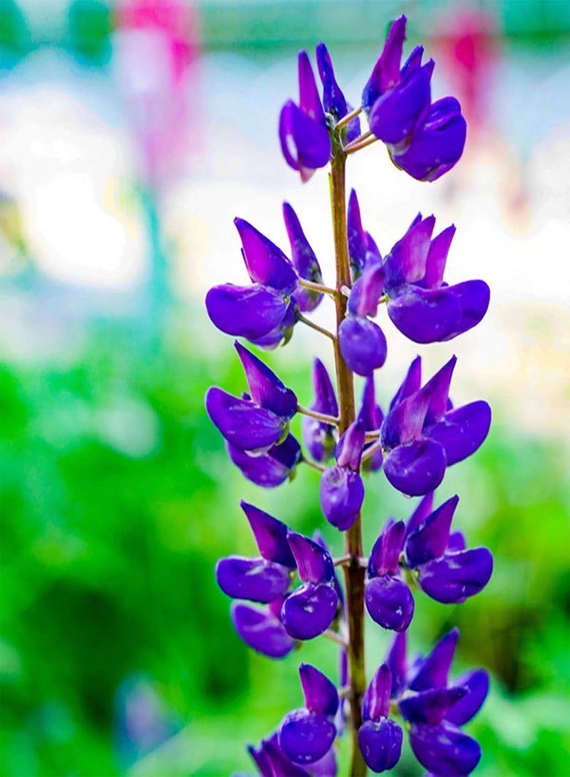 GGOOT 300Pcs Wild Flower Seed Mixed Color Fast Growth Decorative Natural Flower Plant Seed for Garden Gardening Seed for Yard - Image 4