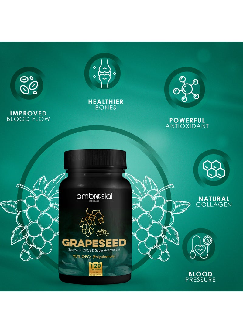 ambrosial - Ambrosial Grape Seed Extract Capsules 95% OPCs Polyphenols High Strength Grape Seed Supplement Strong Antioxidant Pack of 1-120 Vegan Capsules - Image 1