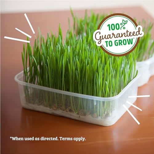 Back to the Roots 100% Organic Wheatgrass Seeds | 1 Pound Non-GMO | Nutrient Dense, Easy to Grow | Cat Grass Planter Seeds - Image 5