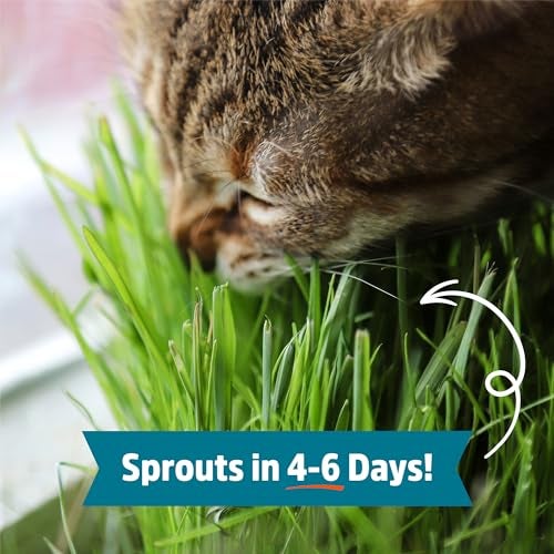 Back to the Roots 100% Organic Wheatgrass Seeds | 1 Pound Non-GMO | Nutrient Dense, Easy to Grow | Cat Grass Planter Seeds - Image 4