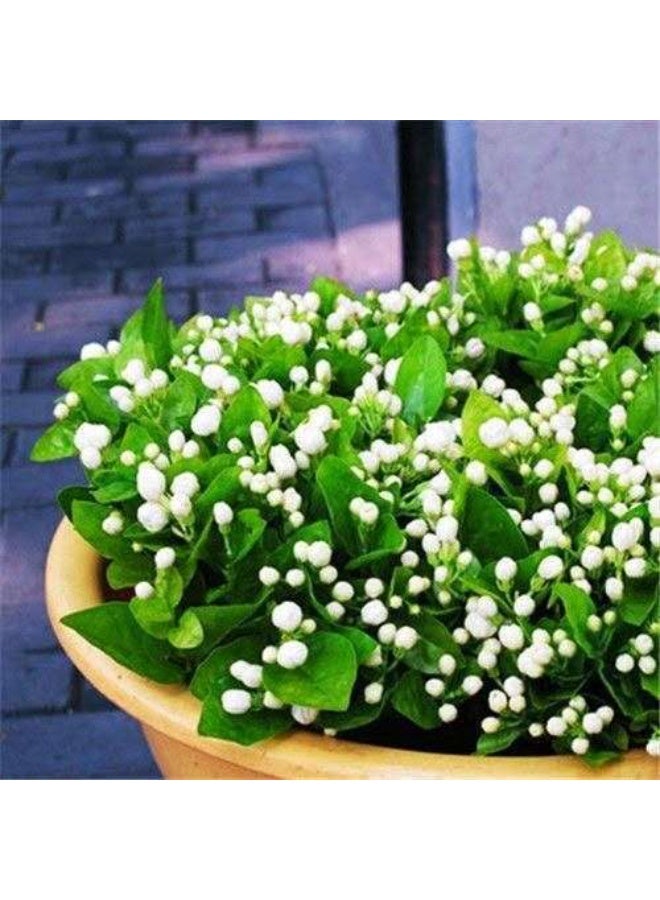 30 jasmine seeds, heat-resistant ornamental, easy-to-live in all seasons, indoor balcony flower pots, suitable for hydroponics and soil culture flower seeds - Image 1