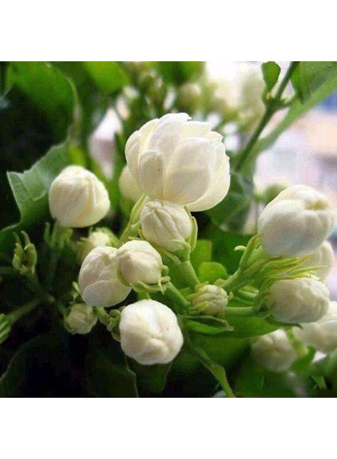 30 jasmine seeds, heat-resistant ornamental, easy-to-live in all seasons, indoor balcony flower pots, suitable for hydroponics and soil culture flower seeds - Image 2