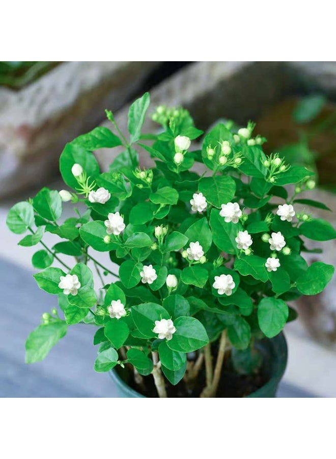 30 jasmine seeds, heat-resistant ornamental, easy-to-live in all seasons, indoor balcony flower pots, suitable for hydroponics and soil culture flower seeds - Image 3