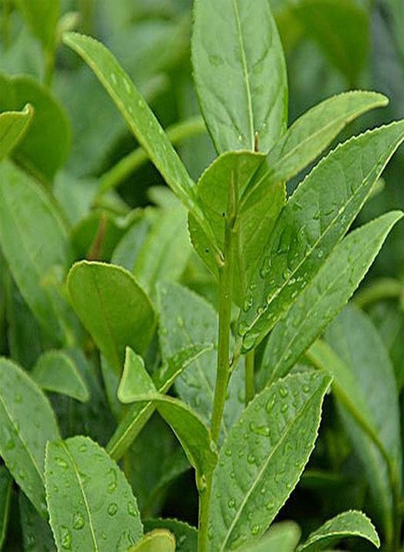 جي جوت 10 قطع من بذور شجرة الشاي هي مادة مثالية للحديقة لتصميم المناظر الطبيعية وتنمية الاهتمام بالزراعة وخلق بيئة جميلة - Image 1