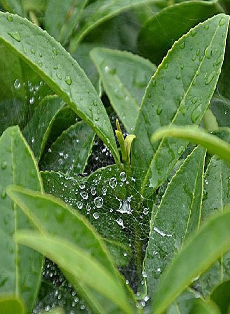 جي جوت 10 قطع من بذور شجرة الشاي هي مادة مثالية للحديقة لتصميم المناظر الطبيعية وتنمية الاهتمام بالزراعة وخلق بيئة جميلة - Image 2