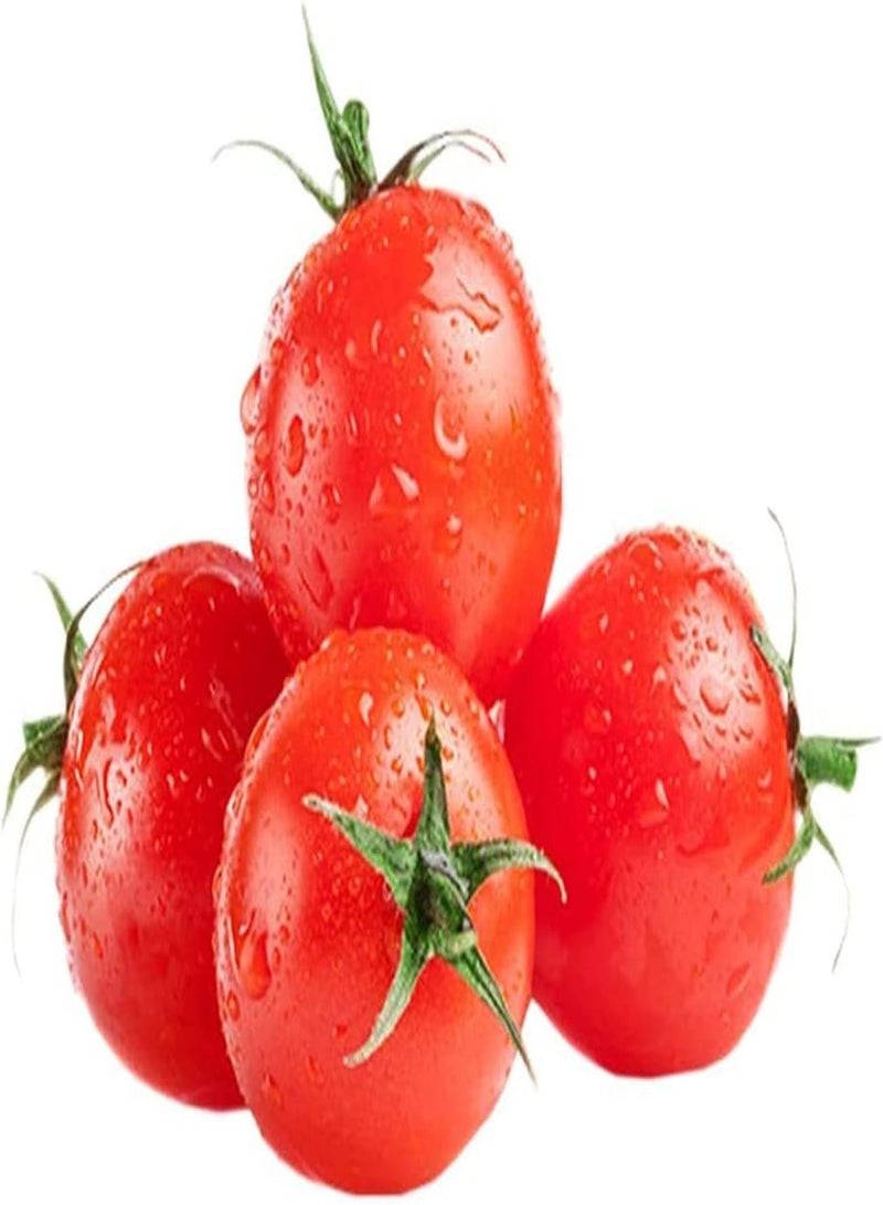 GGOOT 100pcs Graines De Tomate Culture Indispensable Espèces Rares Ferme Faible Entretien Facile à Cultiver Convient Aux Jardiniers Novices Adaptable - Image 2