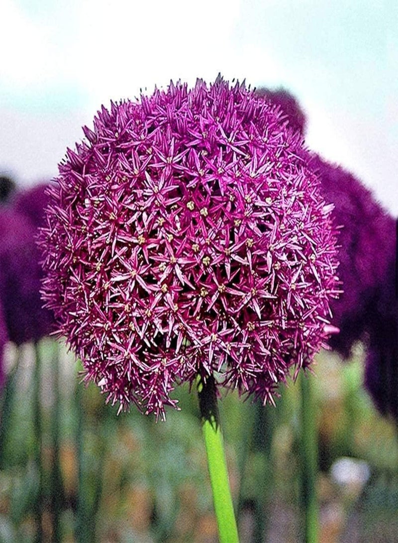 جي جوت 15 قطعة من بذور الثوم المختلطة سهلة العناية بدرنات الزهور المعمرة للزراعة الداخلية والخارجية، ديكور مثالي للمناظر الطبيعية، زراعة فعالة - Image 2