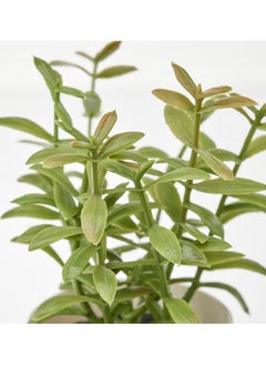 FEJKA Artificial plants with pots, set of 3 indoor/outdoor herbs  - Image 3