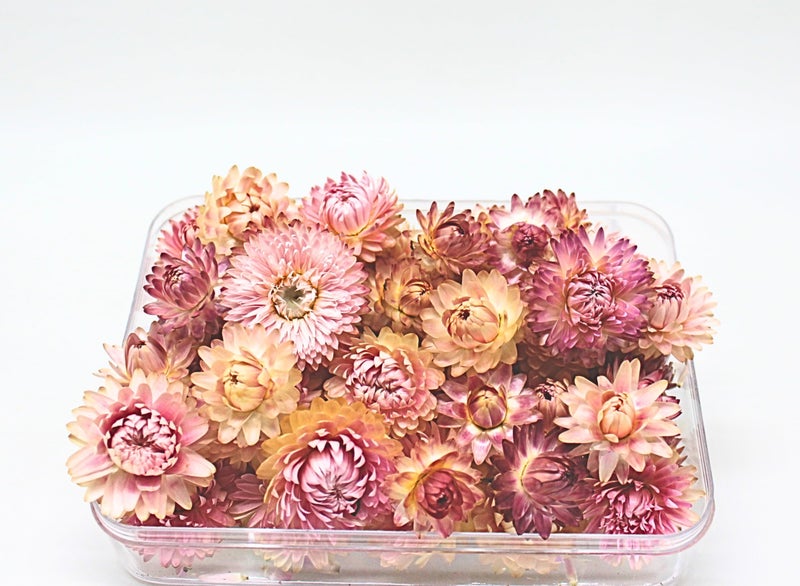 FANCY Natural Dried Strawflowers 6 Vibrant Colors, Ready-to-Use Resin Potpourri Floral, Long-Lasting Home Decor Gift in Clear Transparent Display Box (pink, S) - Image 4