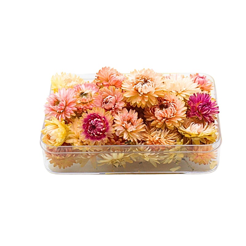FANCY Natural Dried Strawflowers 6 Vibrant Colors, Ready-to-Use Resin Potpourri Floral, Long-Lasting Home Decor Gift in Clear Transparent Display Box (pink, S) - Image 3