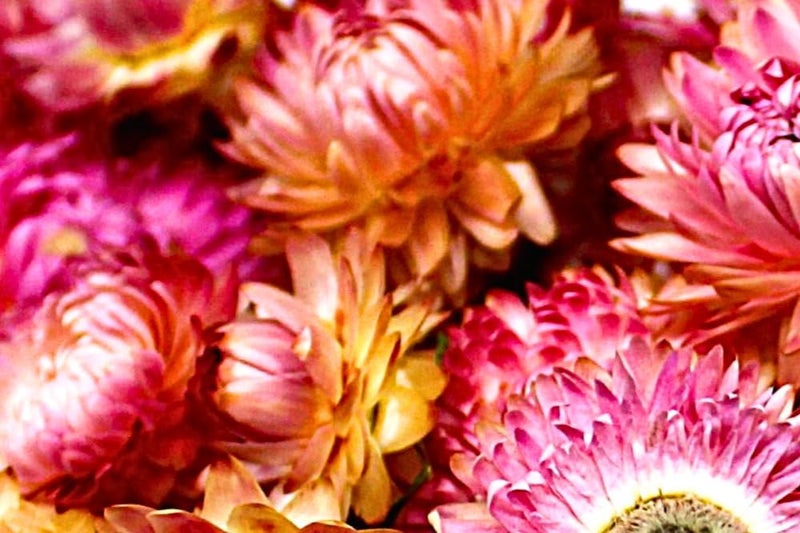 FANCY Natural Dried Strawflowers 6 Vibrant Colors, Ready-to-Use Resin Potpourri Floral, Long-Lasting Home Decor Gift in Clear Transparent Display Box (pink, S) - Image 5