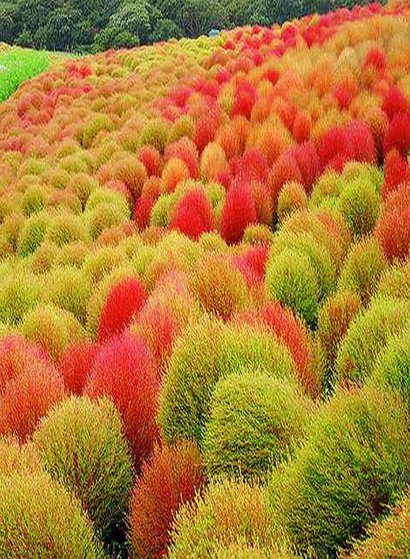 GGOOT 200Pcs Large Pack of Kochia Scoparia Seeds Home Garden Natural Decorative Aesthetic Plant Seeds Orange Red Kochia Scoparia - Image 1