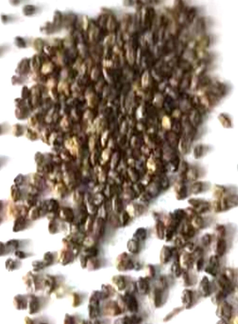 GGOOT 200Pcs Large Pack of Kochia Scoparia Seeds Home Garden Natural Decorative Aesthetic Plant Seeds Orange Red Kochia Scoparia - Image 5