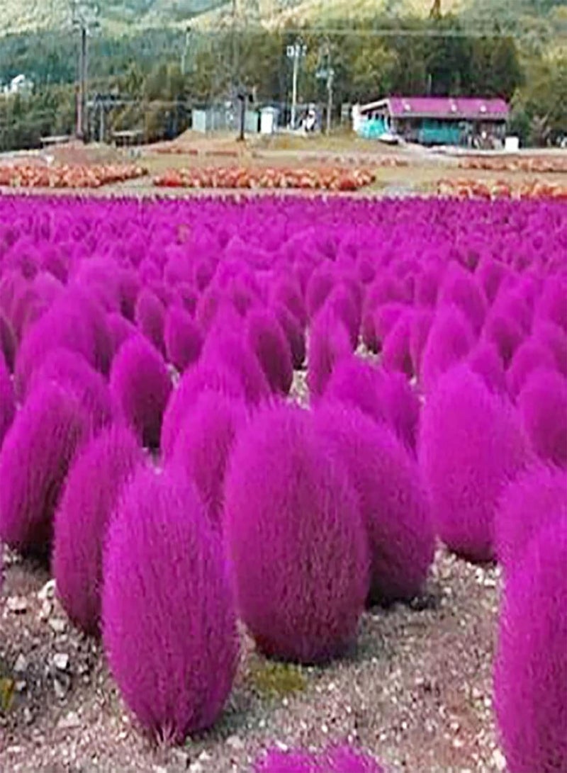 GGOOT 200Pcs Large Pack of Kochia Scoparia Seeds Home Garden Natural Decorative Aesthetic Plant Seeds Orange Red Kochia Scoparia - Image 4