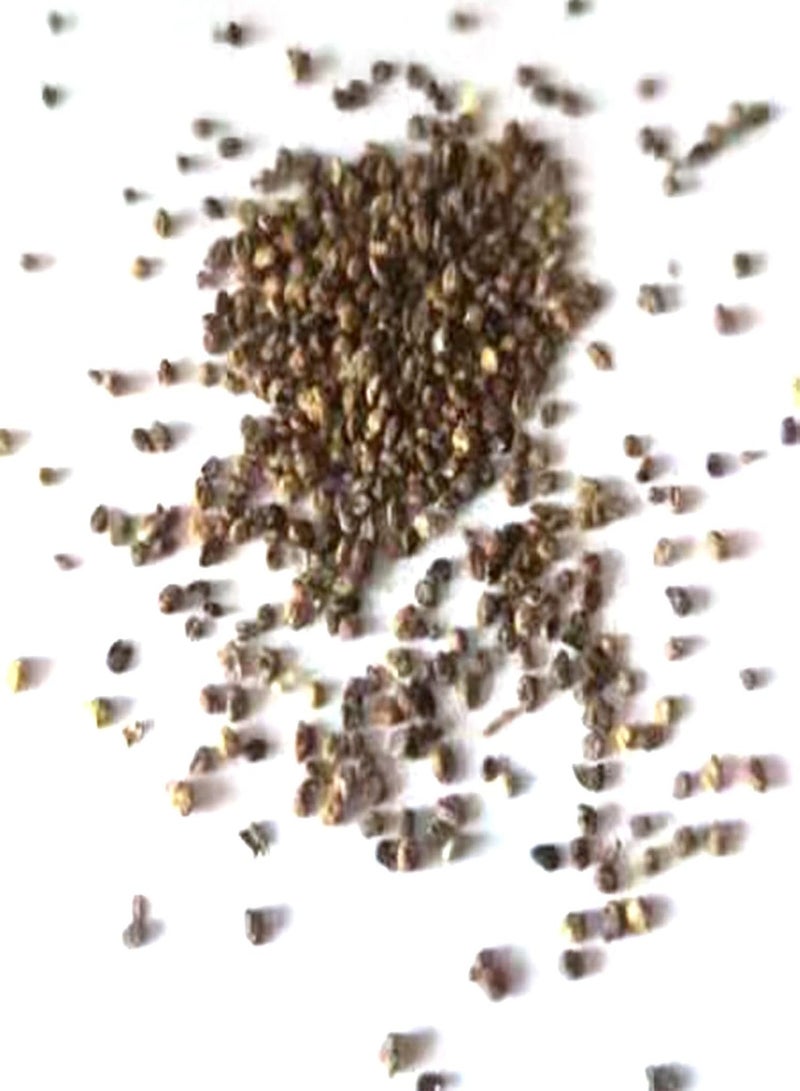 GGOOT 200Pcs Large Pack of Kochia Scoparia Seeds Home Garden Natural Decorative Aesthetic Plant Seeds Orange Red Kochia Scoparia - Image 3