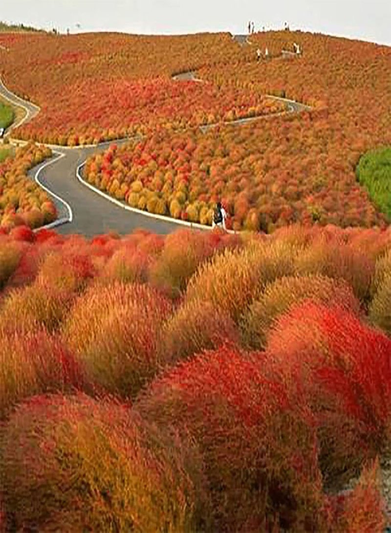 GGOOT 200Pcs Large Pack of Kochia Scoparia Seeds Home Garden Natural Decorative Aesthetic Plant Seeds Orange Red Kochia Scoparia - Image 2