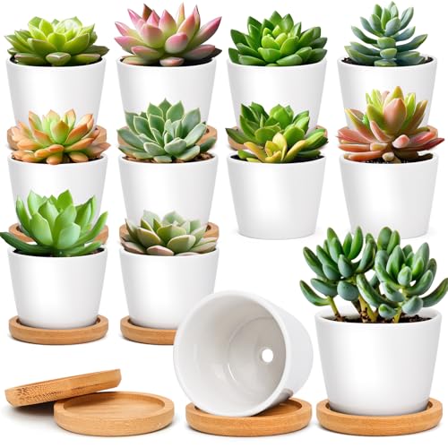 T4U 2.5 Inch Mini White Succulent Planter Pots with Bamboo Tray Round Set of 12, Tiny Ceramic Succulent Air Plant Flower Pots Cactus Faux Plants Containers, Gifts for Plant Lover, Home Office Decor - Image 1