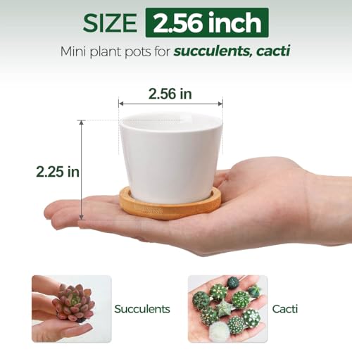 T4U 2.5 Inch Mini White Succulent Planter Pots with Bamboo Tray Round Set of 12, Tiny Ceramic Succulent Air Plant Flower Pots Cactus Faux Plants Containers, Gifts for Plant Lover, Home Office Decor - Image 2