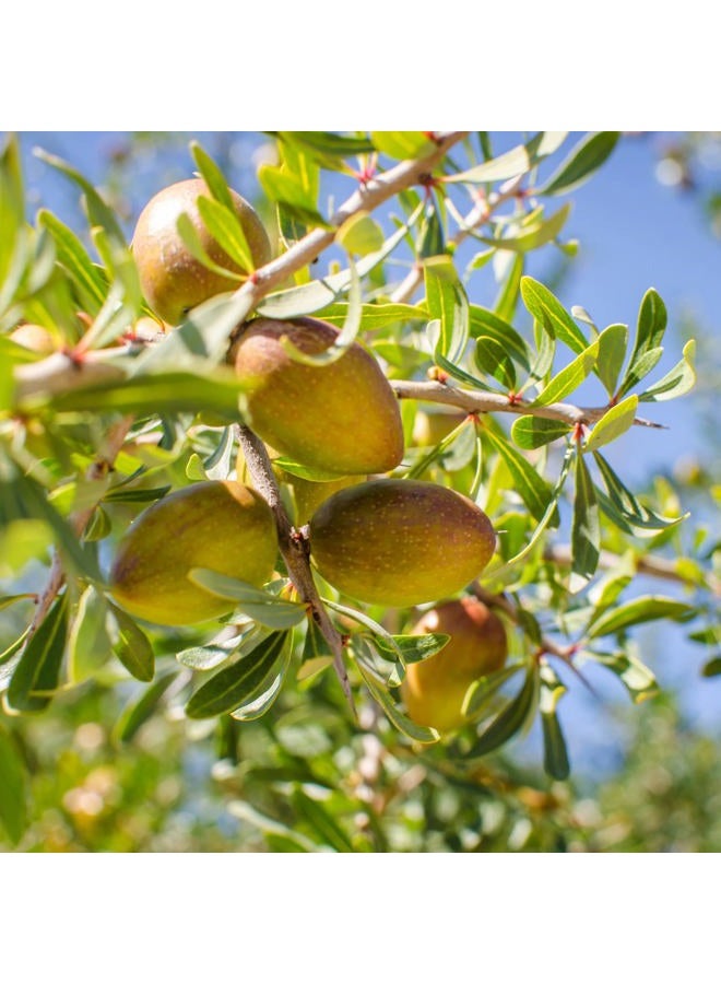 Arganmidas زيت الأركان المغربي من أرجاميداس - جوهر التجاعيد الطازجة 200 مل - Image 2