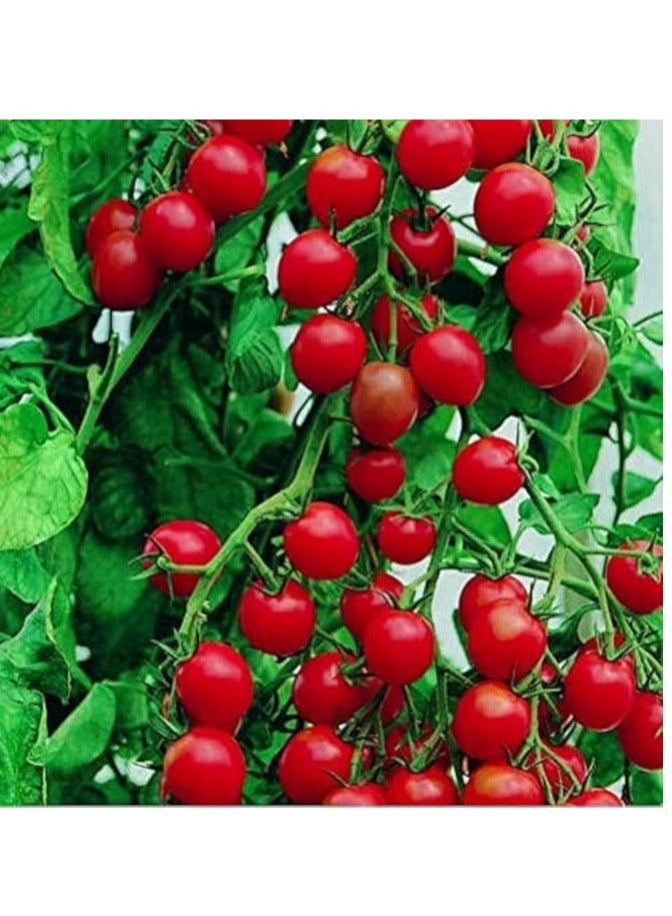 vsell24 10G Organic Pearl Tamato Seeds Grow Tamato at Home Non-GMO Seeds With 98% Cleaness, 96% Purity, 85% Germination Rate (Pearl Tomato) 3PC - Image 1
