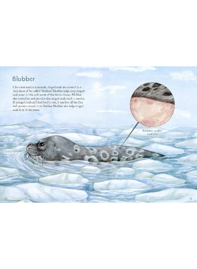 Animals Illustrated: Ringed Seal  - Image 3