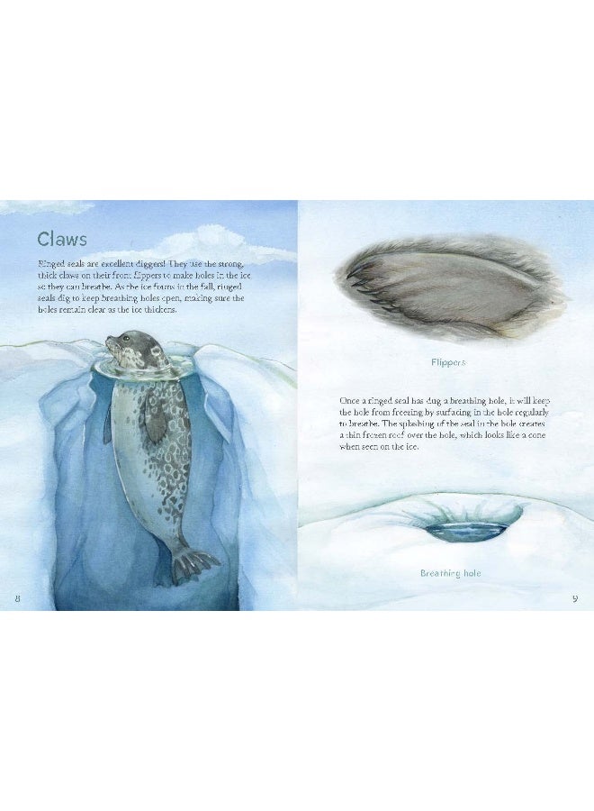 Animals Illustrated: Ringed Seal  - Image 2