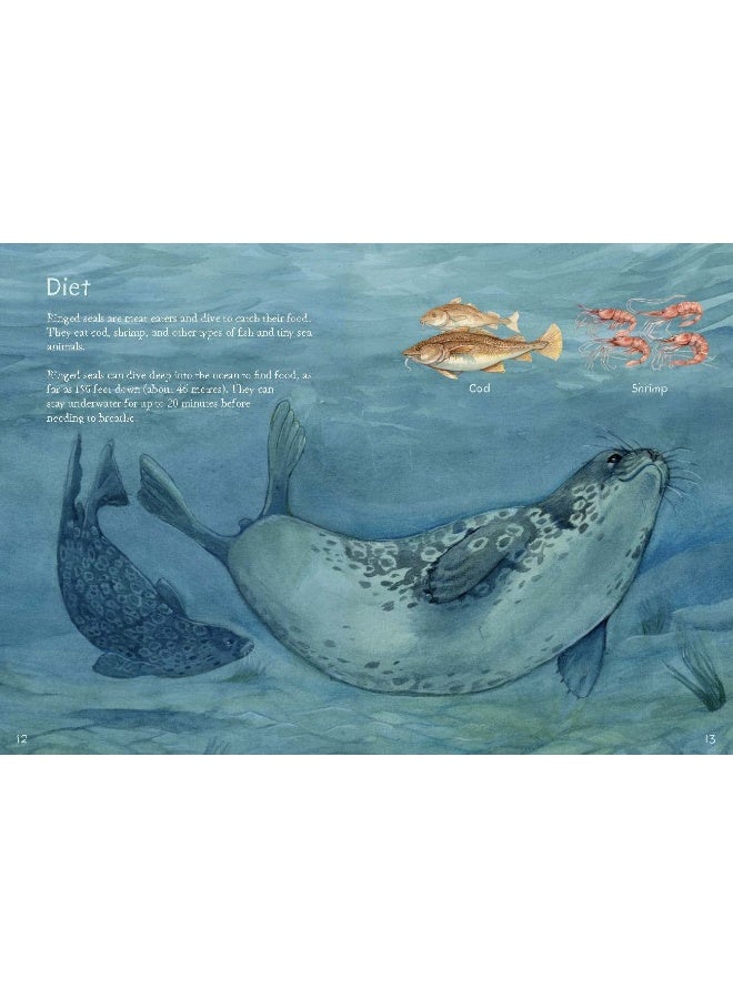 Animals Illustrated: Ringed Seal  - Image 5