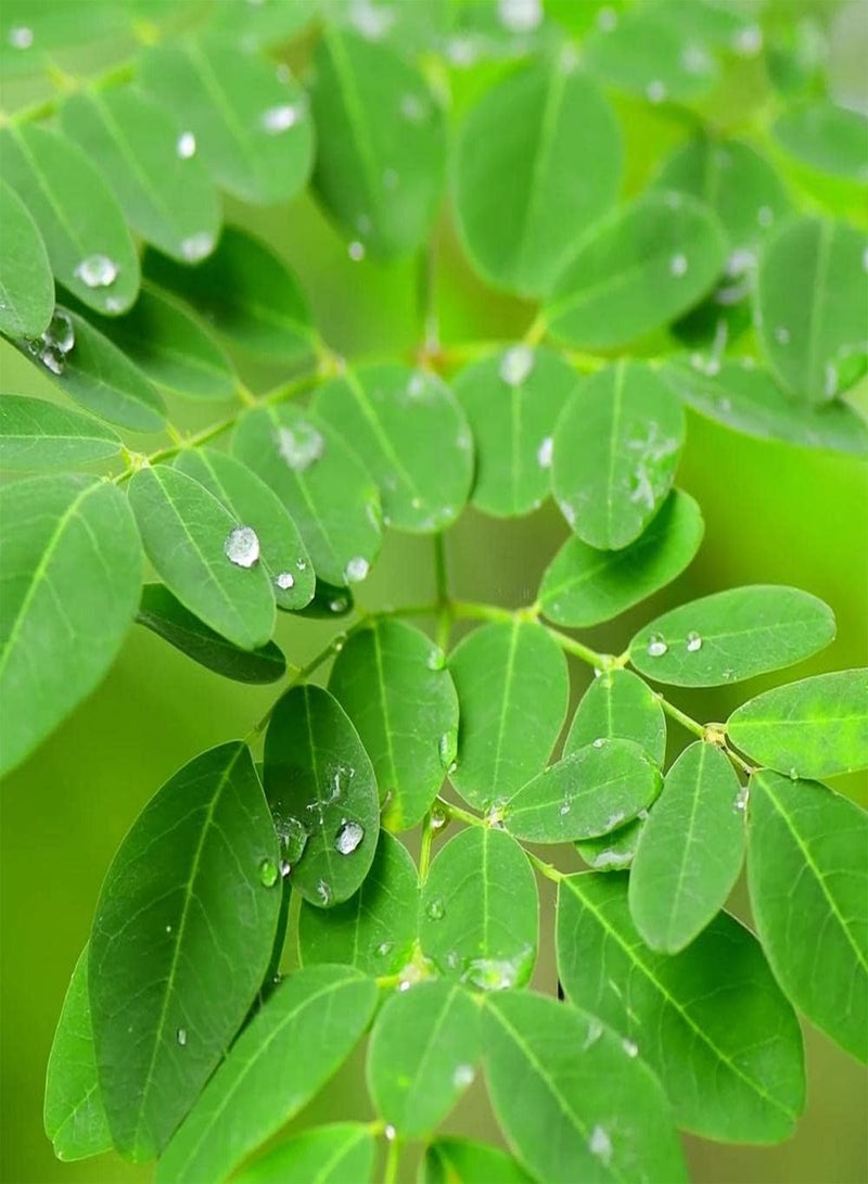 GGOOT 20Pcs Moringa Seeds Outdoor Planting Landscape Trees Road Greening Decorative Cultivate Planting Interest Create Beautiful Environment - Image 1