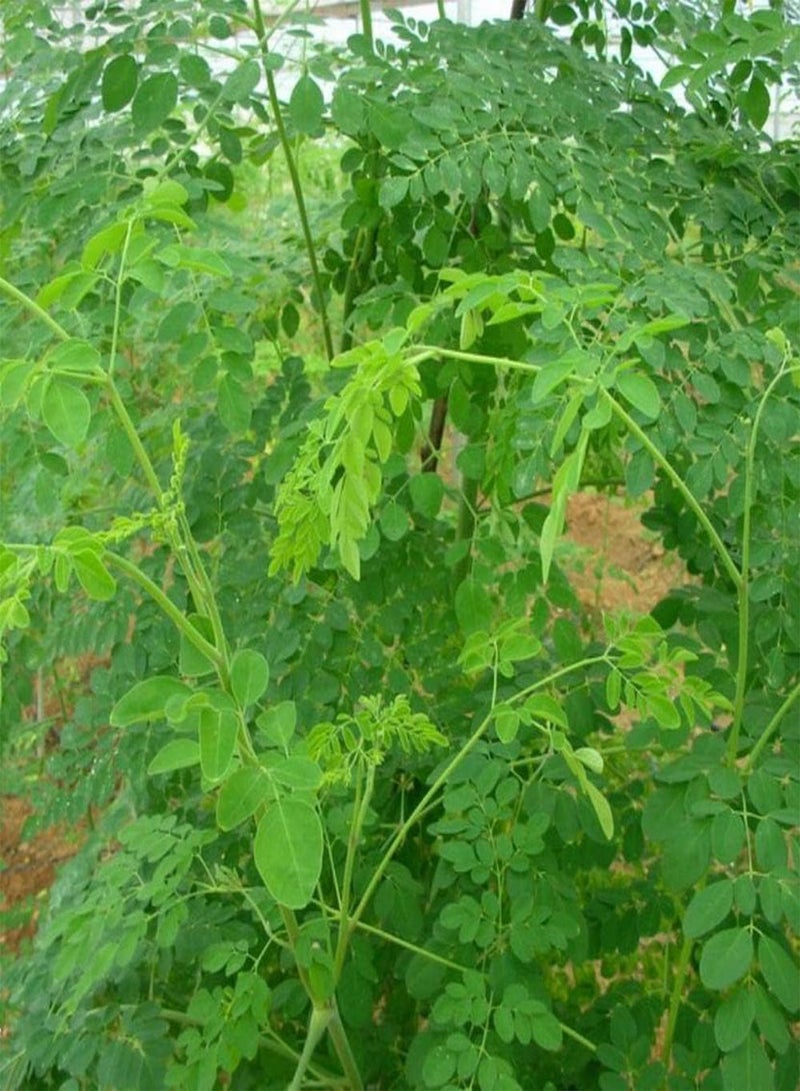 GGOOT 20Pcs Moringa Seeds Outdoor Planting Landscape Trees Road Greening Decorative Cultivate Planting Interest Create Beautiful Environment - Image 2