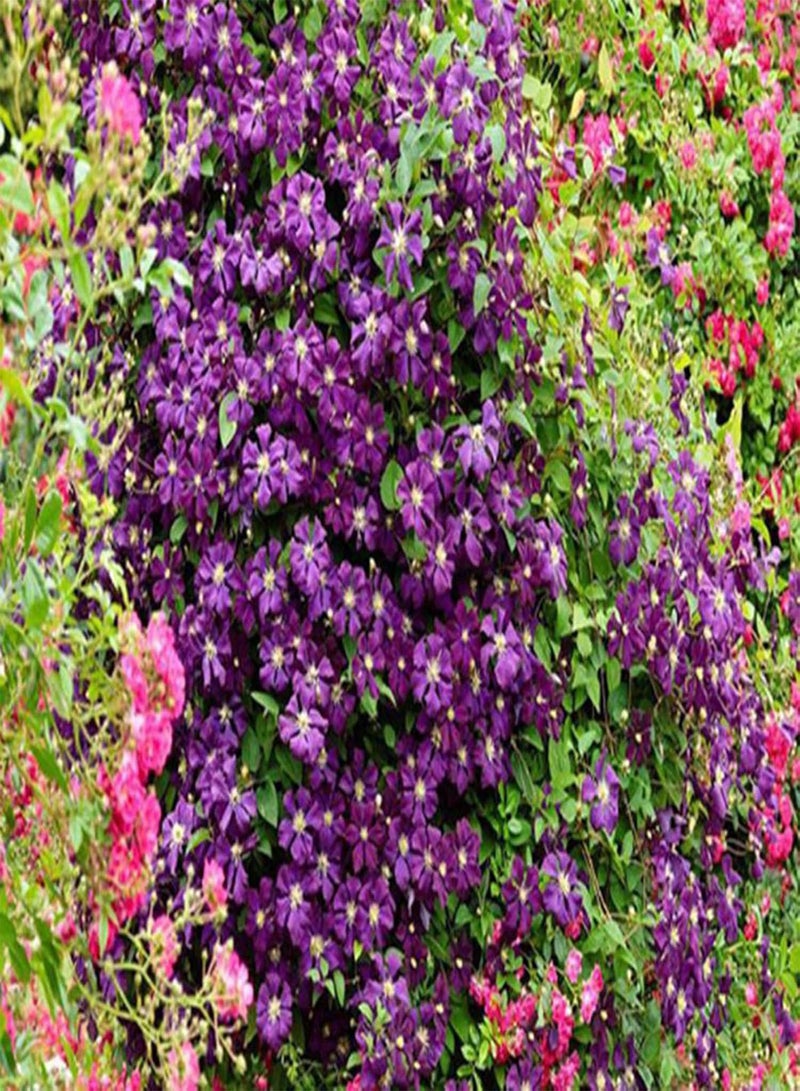 جي جوت بذور 1 كيس بذور زهرة الكليماتيس الجمالية DIY بذور زهرة الروطان متعددة الألوان شرفة مزيج الألوان - Image 4