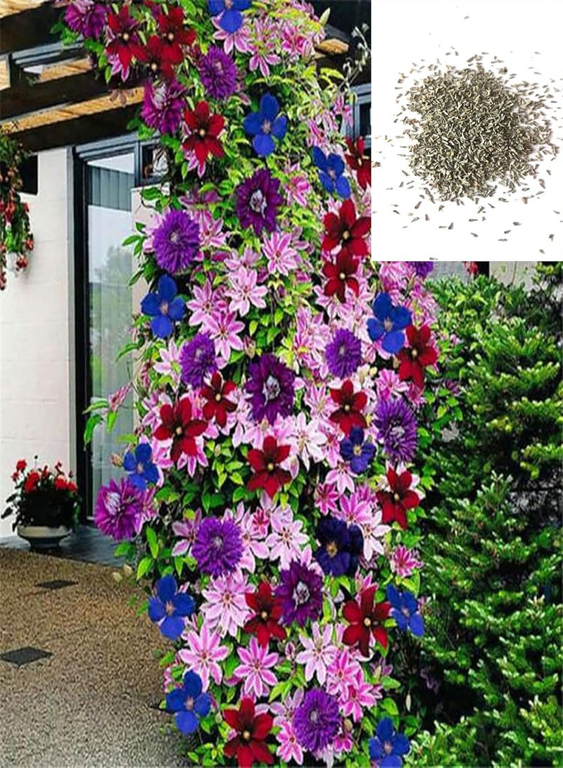 جي جوت بذور 1 كيس بذور زهرة الكليماتيس الجمالية DIY بذور زهرة الروطان متعددة الألوان شرفة مزيج الألوان - Image 1