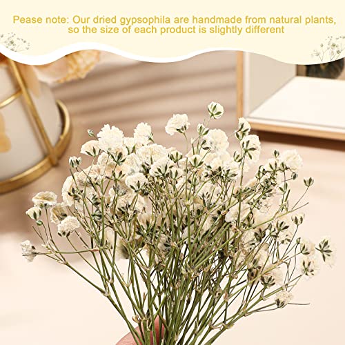 Coume 300 Pcs Mini Dried Babys Breath Flowers Pressed Babys Breath Ivory White Dried Flowers Bulk Natural Gypsophila for Wedding Invitation Bridal Scrapbook Bookmark DIY Art Crafts Card Resin Candle - Image 3