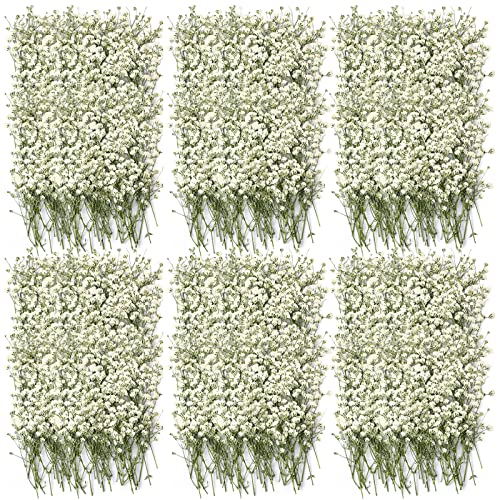 Coume 300 Pcs Mini Dried Babys Breath Flowers Pressed Babys Breath Ivory White Dried Flowers Bulk Natural Gypsophila for Wedding Invitation Bridal Scrapbook Bookmark DIY Art Crafts Card Resin Candle - Image 1