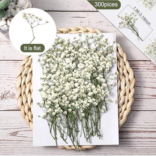 Coume 300 Pcs Mini Dried Babys Breath Flowers Pressed Babys Breath Ivory White Dried Flowers Bulk Natural Gypsophila for Wedding Invitation Bridal Scrapbook Bookmark DIY Art Crafts Card Resin Candle - Image 2