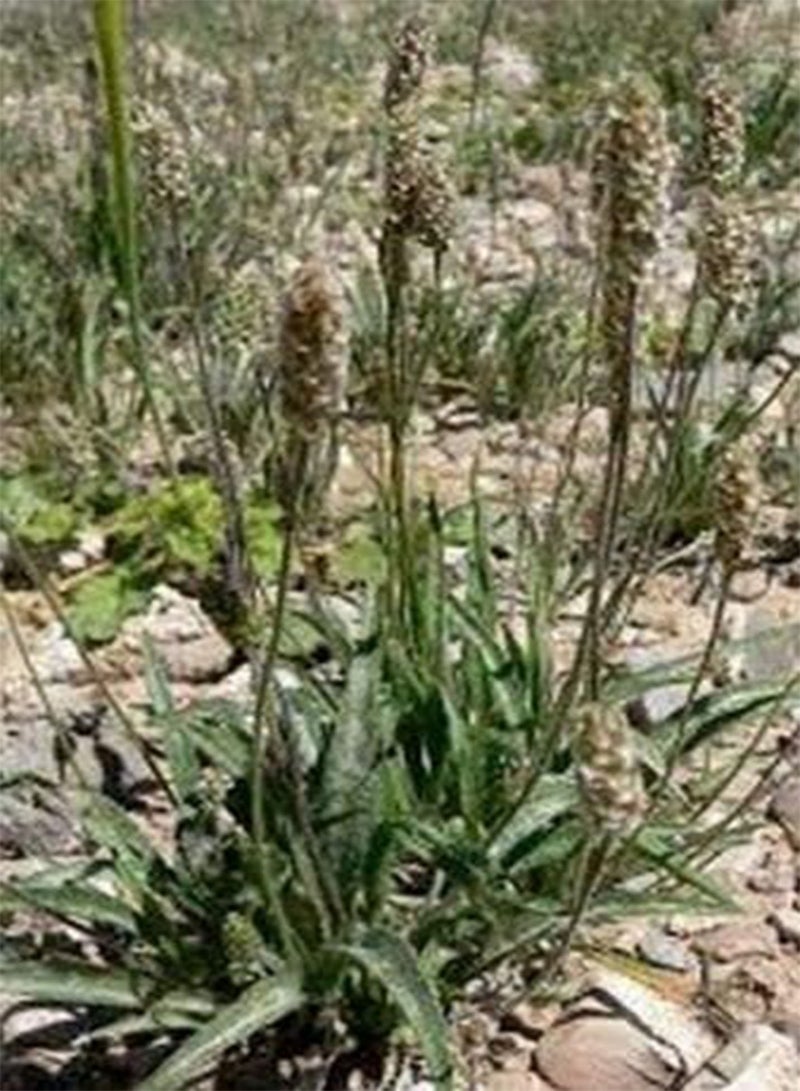 GGOOT Psyllium- Herb- 100 Seeds - - Image 2