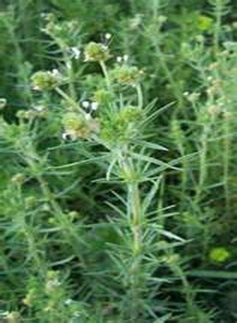 GGOOT Psyllium- Herb- 100 Seeds - - Image 1