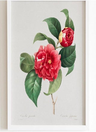 (Assembly frame) Choix Des Plus Belles Fleurs by Pierre-Joseph Redouté (Raphael of Flowers) Premium Giclee Floral Art Print, also available Framed - pzsku/Z3A7603B8D07BF5310ED4Z/45/_/1720694473/d5206fba-0bde-4e4e-80ac-640c27fcf7e0