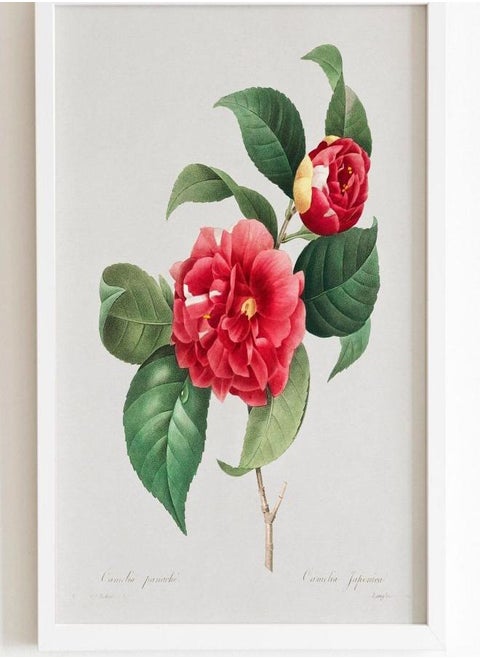 (Assembly frame) Choix Des Plus Belles Fleurs by Pierre-Joseph Redouté (Raphael of Flowers) Premium Giclee Floral Art Print, also available Framed